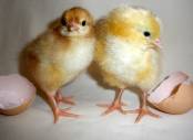 Chick Hatching schools