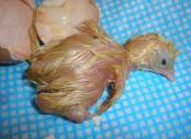 Chick Hatching Stage Seven