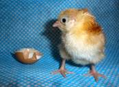 Ethical Chick Hatching Stage Eight